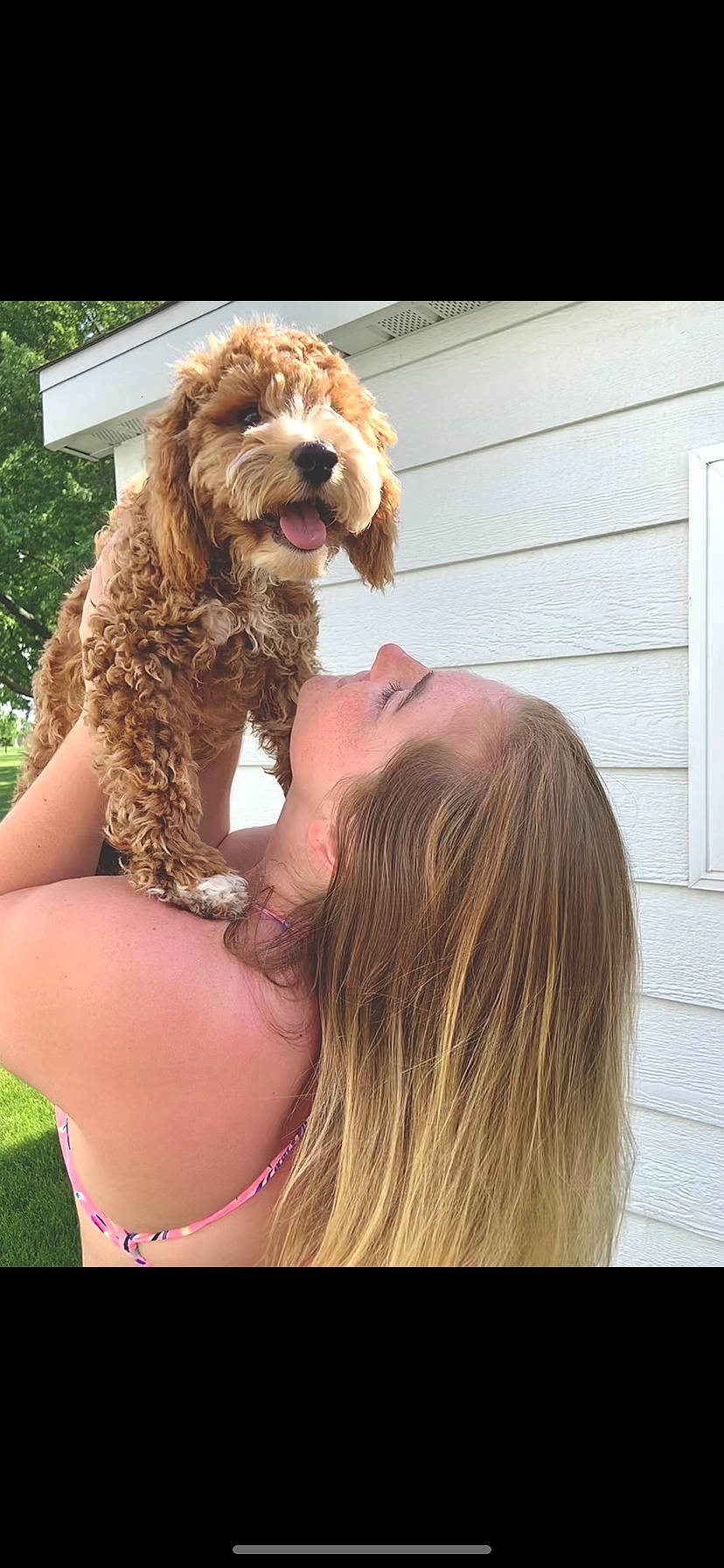 Winston joined the competition — help win amazing prizes! american_cocker_spaniel, basset_fauve_de_bretagne, canidae, carnivore, cavapoo, cockapoo, cocker_spaniel, companion_dog, dog, dog_breed, english_cocker_spaniel, labradoodle, mammal, miniature_poodle, poodle_crossbreed, rare_breed_dog, spaniel, sporting_group, toy_poodle, vertebrate