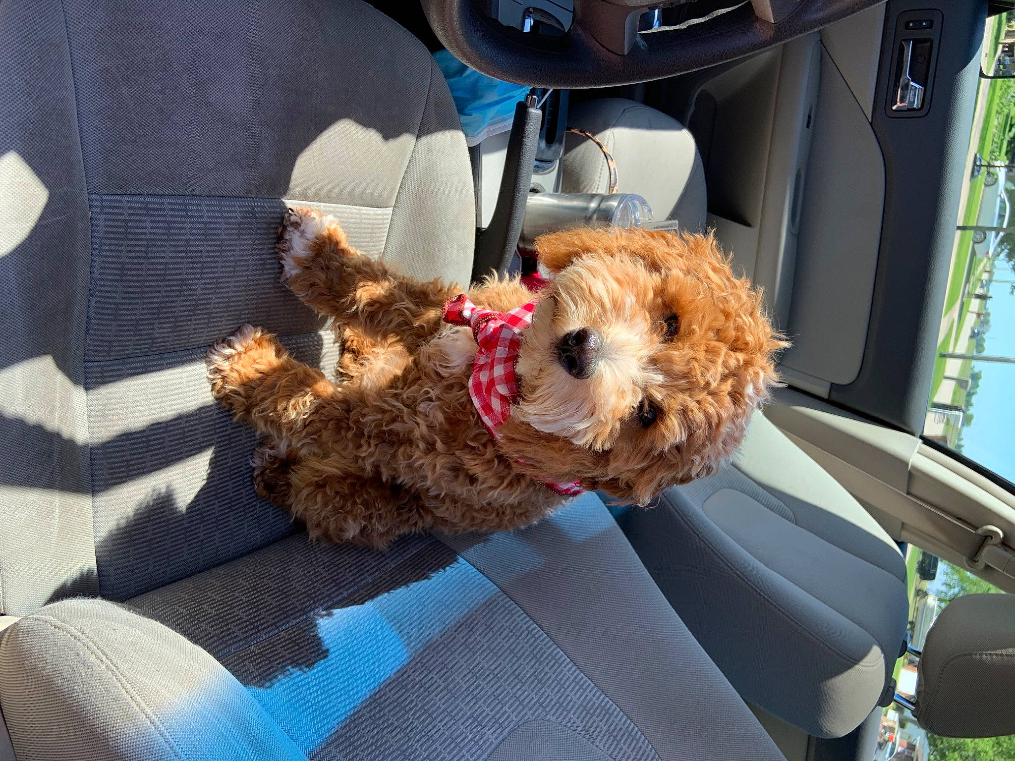 Winston joined the competition — help win amazing prizes! canidae, carnivore, cavapoo, cockapoo, companion_dog, dog, dog_breed, maltepoo, mammal, miniature_poodle, non_sporting_group, poodle, poodle_crossbreed, schnoodle, sporting_group, sporting_lucas_terrier, terrier, toy_dog, toy_poodle, welsh_terrier