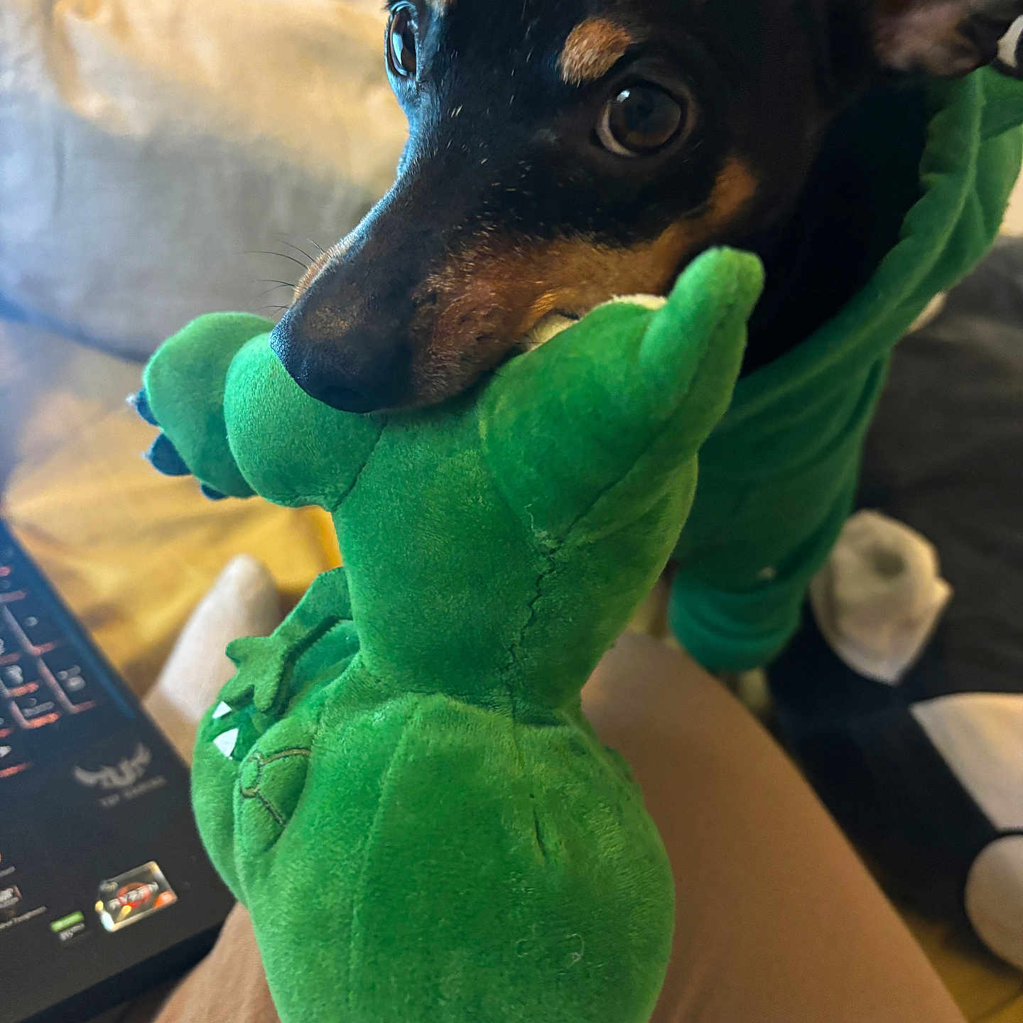 Kori participe au concours pour gagner de l'argent avec cette photo : bedroom, bite, blanket, close_up, cuddly, dog, ear, eyes, green, hoodie, indoor, laptop, mouth, nose, pet, playtime, plush_toy, portrait, small_dog, toy