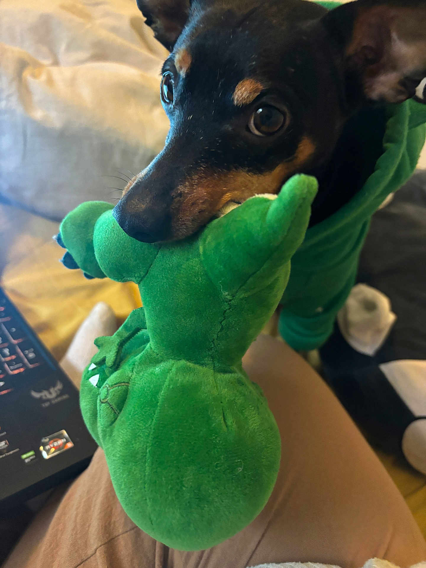 Kori participe au concours pour gagner de l'argent avec cette photo : dog, pet, toy, plush_toy, green, close_up, portrait, bedroom, blanket, laptop, bite, mouth, nose, eyes, ear, hoodie, indoor, cuddly, small_dog, playtime