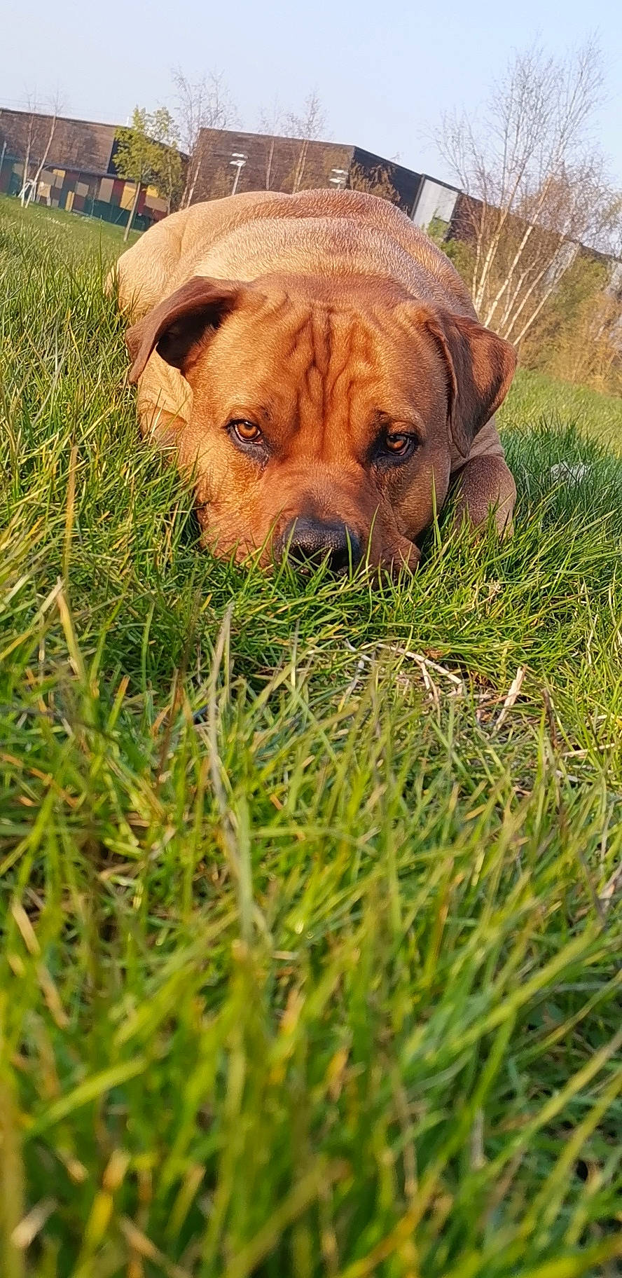 Niro a rejoint le concours — aidez-le/la à gagner de superbes lots ! boerboel, canidae, carnivore, companion_dog, dog, dog_breed, dogue_de_bordeaux, fawn, grass, mammal, molosser, ori_pei, rare_breed_dog, snout, sporting_group, tosa, vertebrate, working_dog