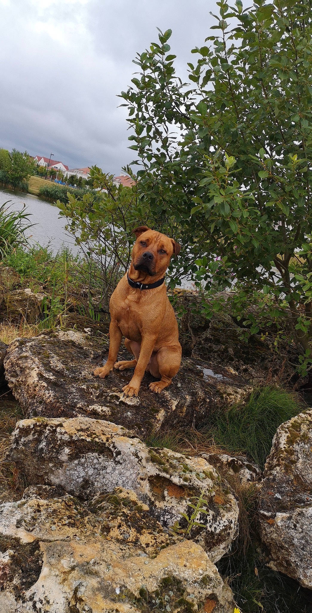 Niro participe au concours pour gagner de l'argent avec cette photo : adventure, boerboel, broholmer, bullmastiff, canidae, carnivore, dog, dog_breed, fawn, fila_brasileiro, mammal, molosser, mountain_cur, perro_de_presa_mallorquin, rare_breed_dog, sporting_group, tosa, vertebrate, working_dog