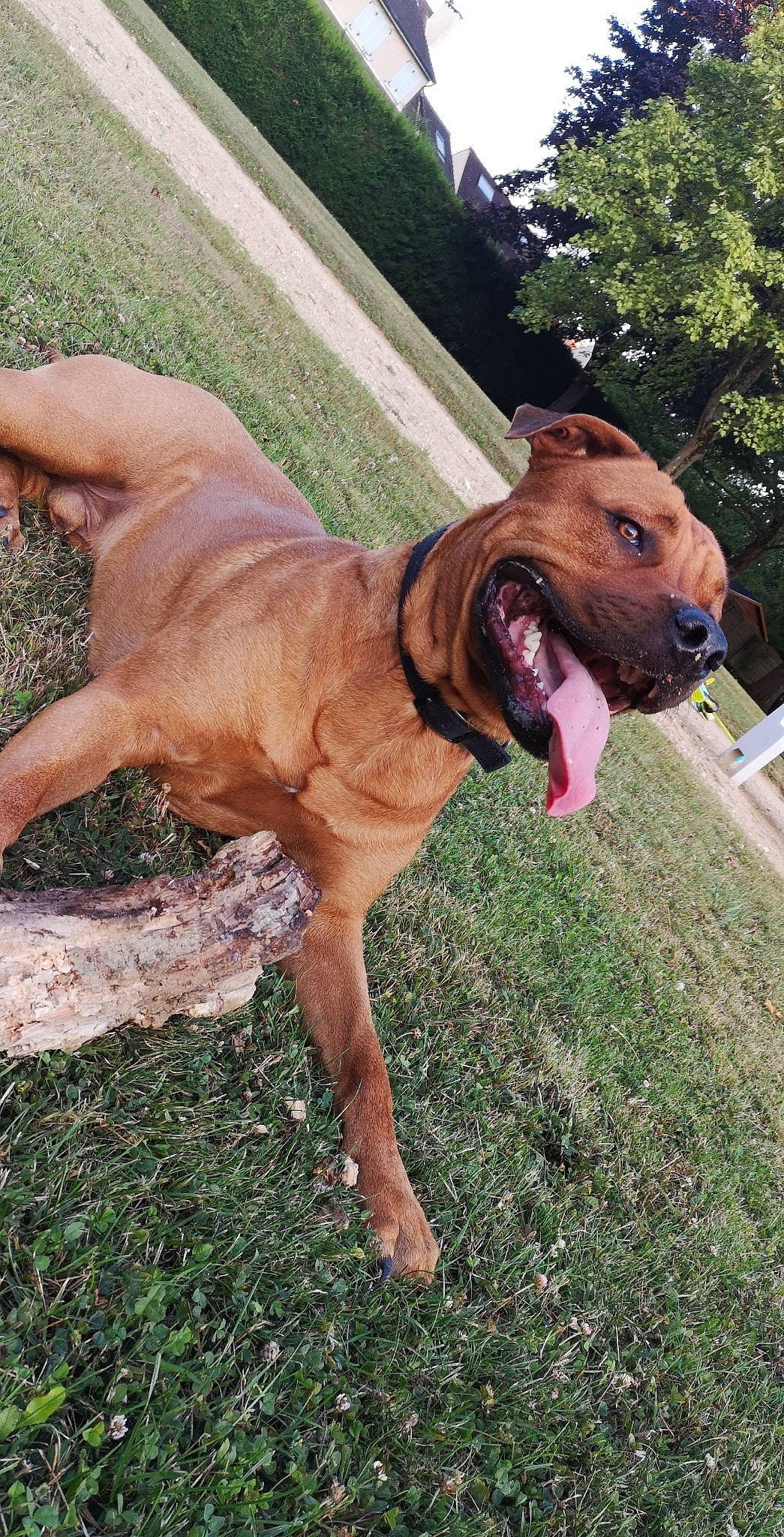 Niro participe au concours pour gagner de l'argent avec cette photo : boerboel, bullmastiff, canidae, carnivore, dog, dog_breed, fawn, fila_brasileiro, mammal, rare_breed_dog, rhodesian_ridgeback, sporting_group, tosa, vertebrate, vizsla, working_dog