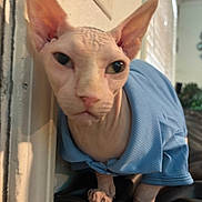 Glennofur joined the competition — help win amazing prizes! sphynx_cat, hairless_cat, blue_shirt, indoor, cat, pet, animal, close_up, wrinkles, ears, face, wall, furniture, cozy, expression, soft_lighting, domestic, cute, skin, portrait