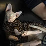 Glennofur joined the competition — help win amazing prizes! sphynx_cat, hairless_cat, sleeping, pet_clothing, brown_outfit, relaxed, close_up, indoor, feline, pet, ears, wrinkles, animal, resting, cozy, human_arm, soft_lighting, black_background, cute, companion