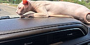 Glennofur joined the competition — help win amazing prizes! cat, sphynx_cat, hairless_cat, car_dashboard, vehicle_interior, leather, road, trees, sky, sunny, window, pet, animal, relaxed, side_view, curled_tail, transportation, travel, daytime, domestic_animal