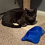 Church joined the competition — help win amazing prizes! black_cat, cat, pet, indoor, carpet, scratching_post, food_bowl, blue_bowl, mat, animal, feline, relaxed, looking, cute, domestic, home, cozy, fur, whiskers, tail