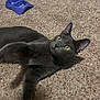 Church is registered to the contest to win money with this photo: cat, gray_cat, yellow_eyes, carpet, indoor, pet, animal, feline, floor, blue_dish, curious, lying_down, domestic_cat, whiskers, ears, fur, playful, relaxed, closeup, cute