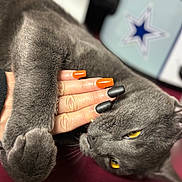 Church is registered to the contest to win money with this photo: cat, gray_cat, yellow_eyes, hand, nails, orange_nails, black_nails, clawing, fur, pet, indoor, close_up, cute, animal, domestic_cat, paw, grip, human_hand, tattoo, star