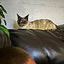 Lily Grace is registered to the contest to win money with this photo: cat, siamese_cat, leather_couch, indoor, plant, brown, curious, alert, person, head, blurred, wall, texture, relaxing, furniture, pet, animal, side_view, seated, cozy