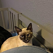 Lily Grace joined the competition — help win amazing prizes! cat, siamese, animal, pet, indoor, blue_eyes, denim, lap, furniture, crib, wooden, texture, wall, curious, looking, mammal, domestic, feline, face, ears