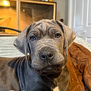 Cerberus is registered to the contest to win money with this photo: animal, bed, black, blanket, brown, canine, close_up, cute, dog, ears, face, fur, indoor, nose, pet, portrait, puppy, relaxed, white_markings, young