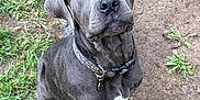 Cerberus is registered to the contest to win money with this photo: adorable, animal, canine, collar, companions, cute, dirt, dog, friendly, fur, grass, gray_dog, looking_up, nature, outdoor, pet, playful, puppy, two_dogs, young_dog