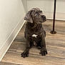 Cerberus is registered to the contest to win money with this photo: animal, canine, curious, cute, dog, domestic_animal, ears, floor, gray_coat, home, indoor, looking_up, nose, paws, pet, puppy, sitting, white_mark, wooden_floor, young_dog