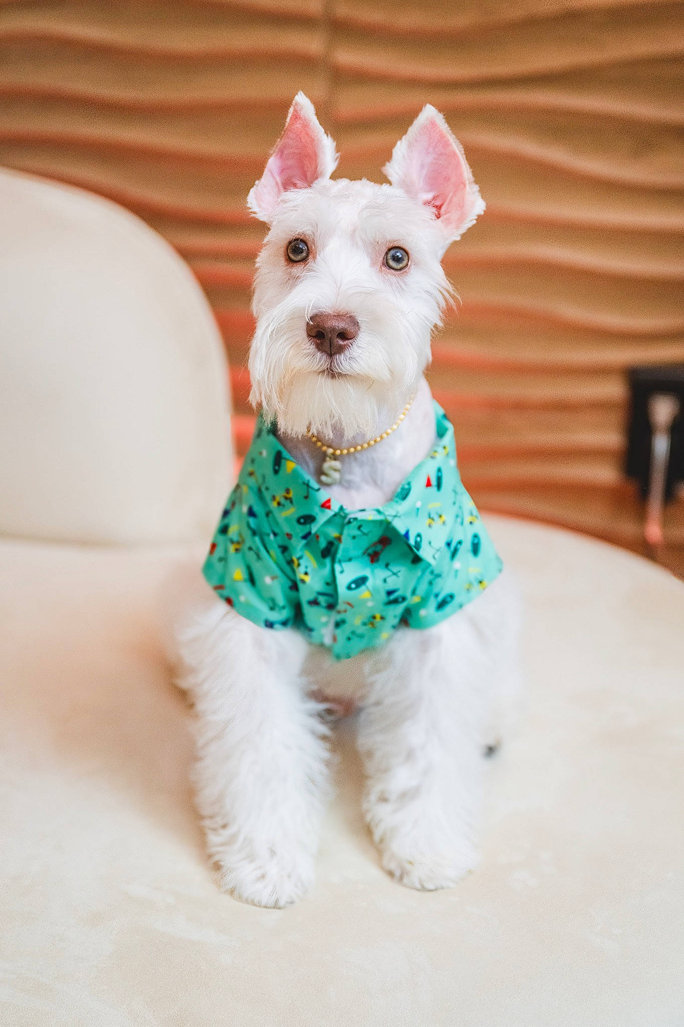 Salt is registered to the contest to win money with this photo: canidae, carnivore, collar, companion_dog, creative_arts, dog, dog_breed, dog_clothes, dog_supply, fashion_accessory, fawn, fur, non_sporting_group, party_supply, pattern, snout, sporting_group, tail, toy_dog, working_animal