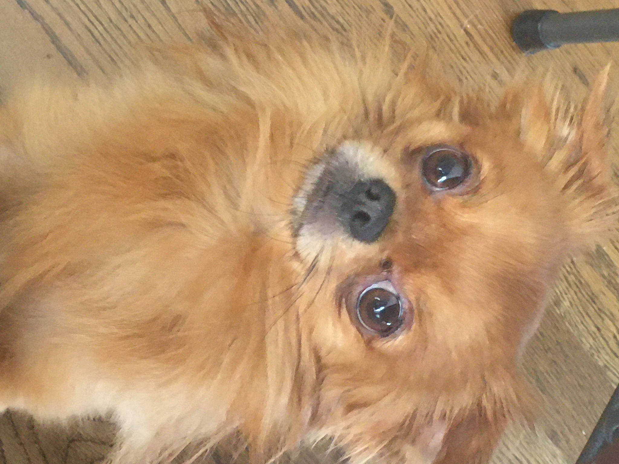 Harley is registered to the contest to win money with this photo: carnivore, companion_dog, dog, dog_breed, fur, german_spitz, german_spitz_klein, liver, non_sporting_group, paw, pomeranian, snout, spitz, sporting_group, terrestrial_animal, tibetan_spaniel, toy_dog, volpino_italiano, whiskers, working_animal