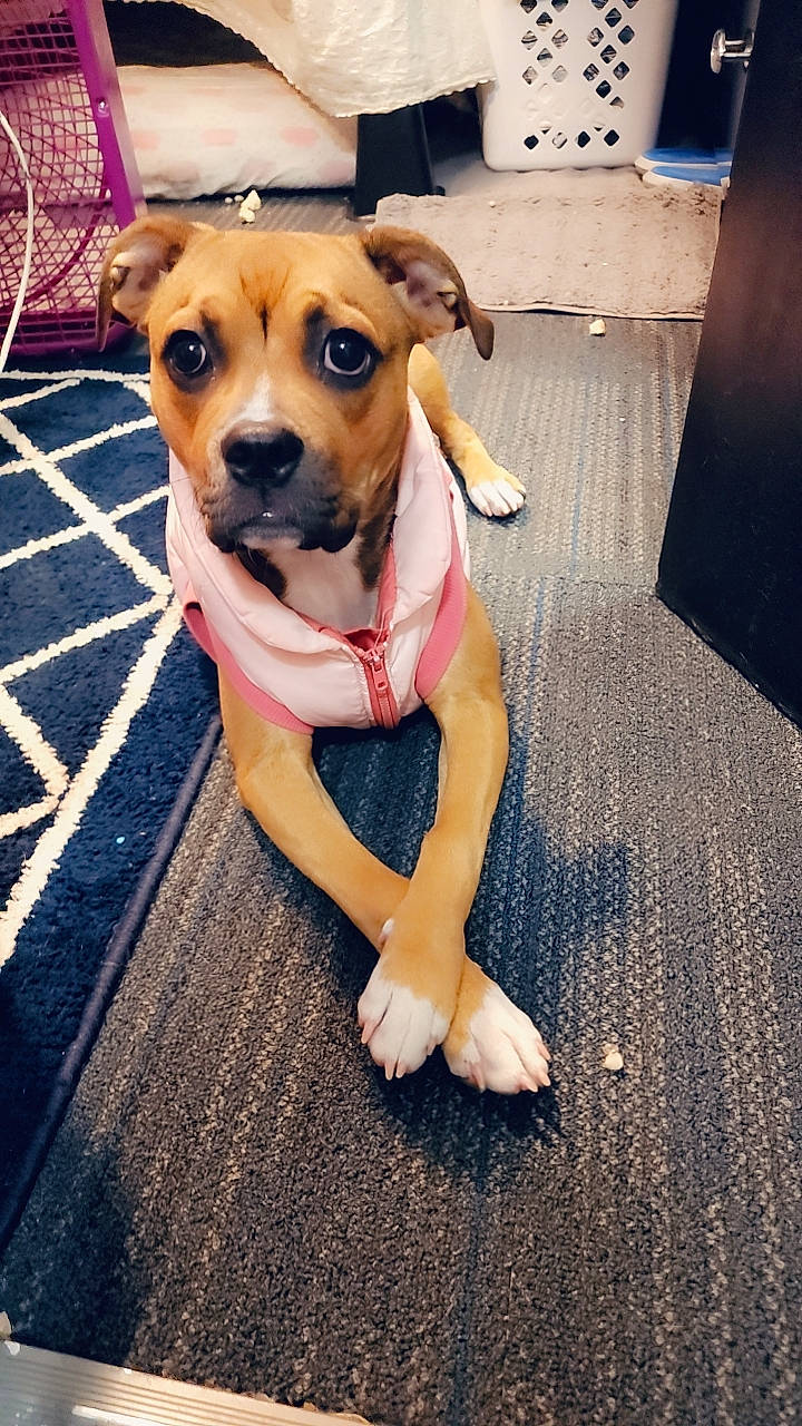 Zoey is registered to the contest to win money with this photo: canidae, carnivore, collar, companion_dog, dog, dog_breed, dog_clothes, dog_collar, dog_supply, fawn, flooring, fur, paw, pet_supply, plant, road_surface, sitting, snout, sporting_group, whiskers