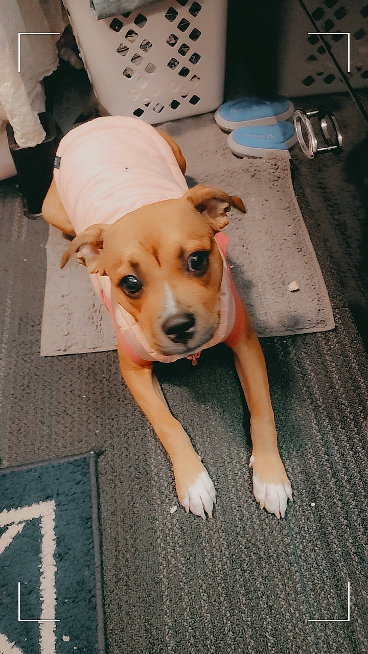 Zoey is registered to the contest to win money with this photo: canidae, carnivore, companion_dog, dog, dog_breed, dog_clothes, dog_supply, fashion_accessory, fawn, flooring, fur, hat, non_sporting_group, road_surface, snout, sporting_group, telephone, toy_dog, whiskers, working_animal