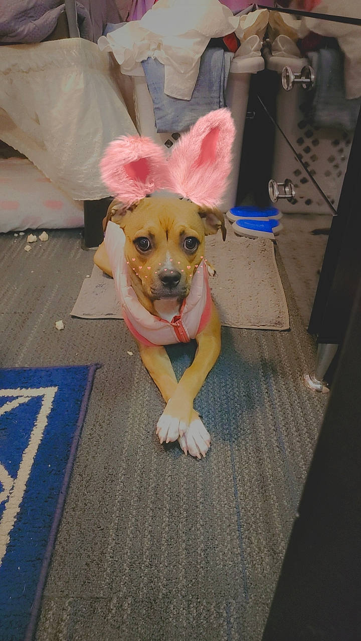 Zoey joined the competition — help win amazing prizes! canidae, carnivore, collar, companion_dog, dog, dog_breed, dog_clothes, dog_supply, fawn, floor, flooring, fur, paw, pet_supply, snout, sporting_group, t_shirt, terrier, toy_dog, working_animal