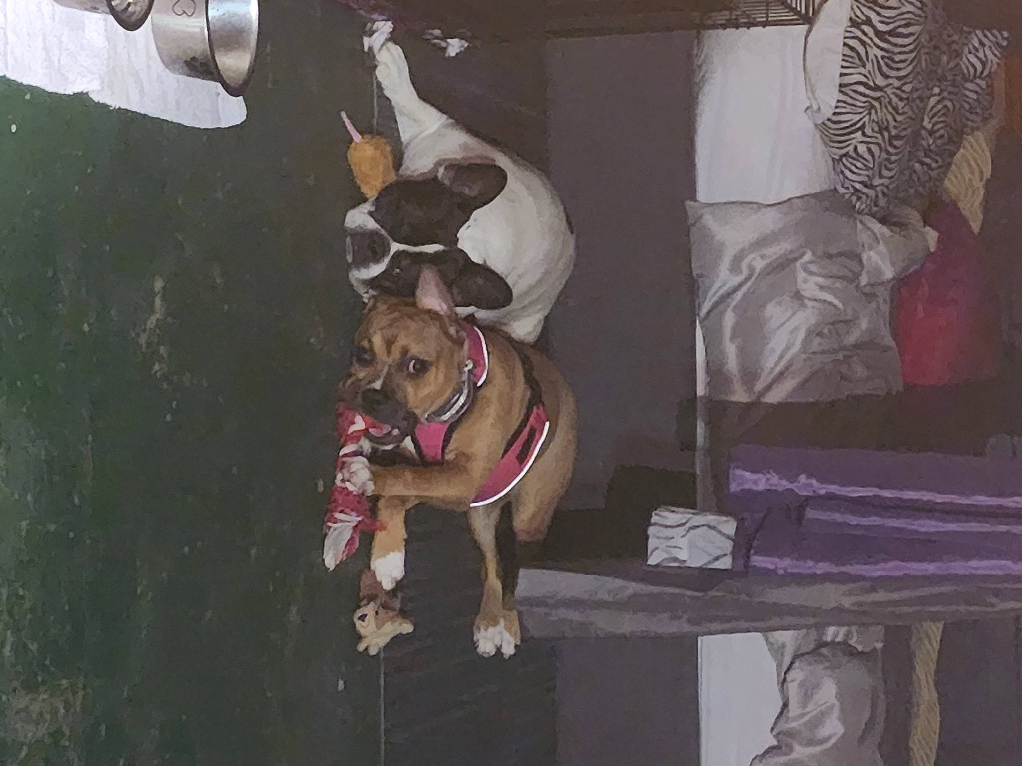 Zoey is registered to the contest to win money with this photo: canidae, carnivore, collar, companion_dog, dog, dog_breed, dog_collar, dog_supply, fashion_accessory, fawn, guard_dog, leash, liver, non_sporting_group, pet_supply, snout, sporting_group, working_animal, working_dog