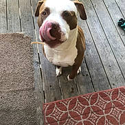 Kia is registered to the contest to win money with this photo: animal, brown, canine, companion, cute, dog, ears, expression, fur, licking, nose, outdoor, pet, playful, porch, rug, sitting, tongue, white, wooden_floor