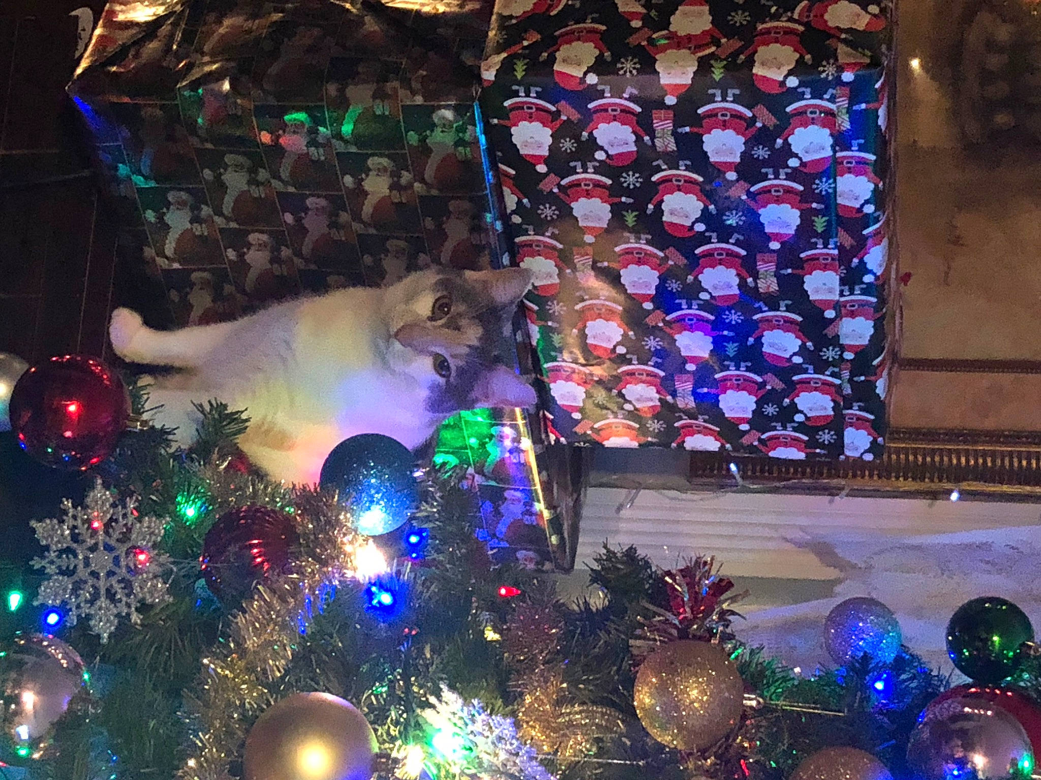 Benito is registered to the contest to win money with this photo: blue, carnivore, christmas, christmas_decoration, christmas_ornament, christmas_tree, decoration, electric_blue, event, glass, green, holiday, holiday_ornament, light, lighting, ornament, plant, purple, tradition, tree