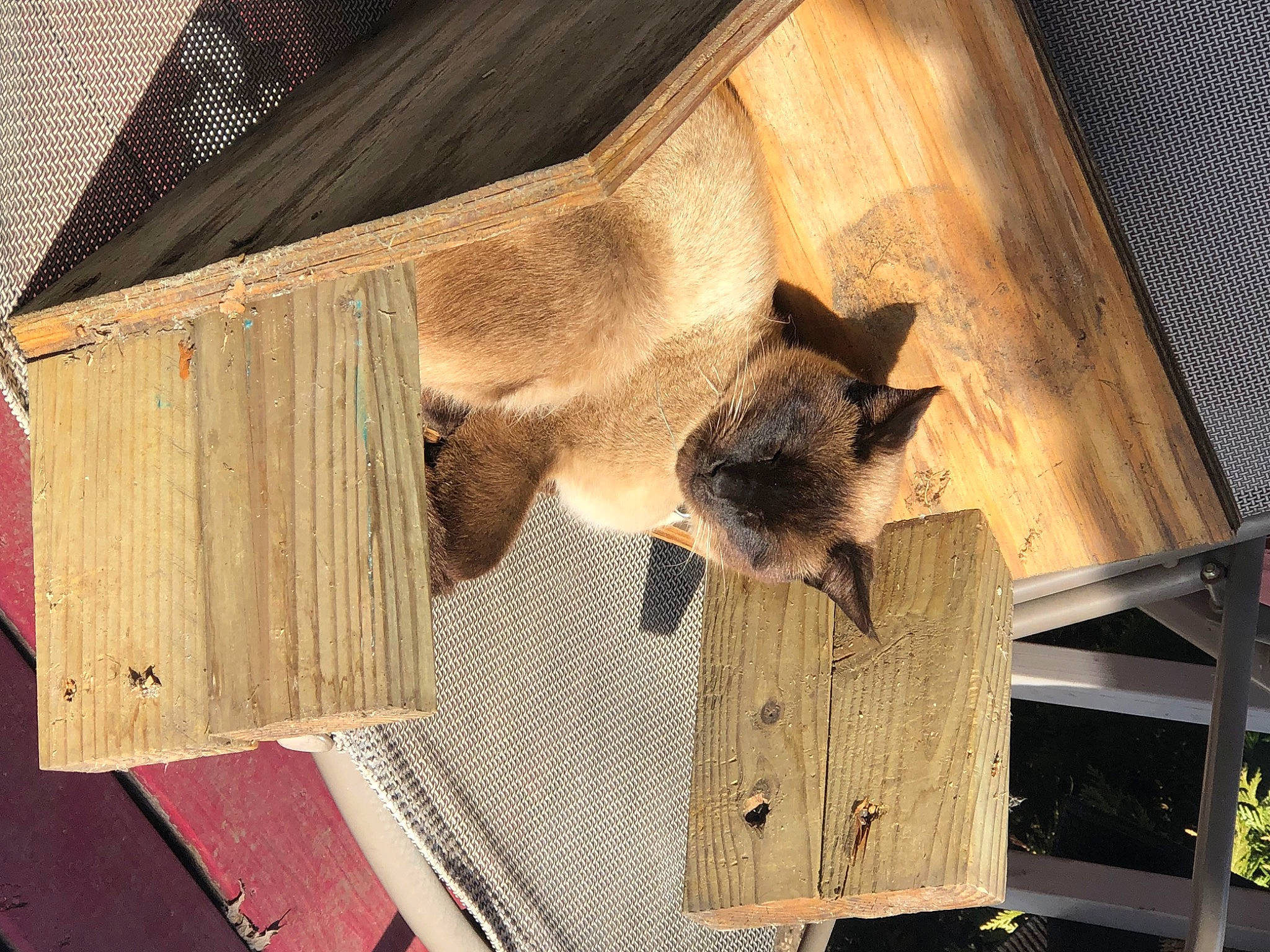 Benito is registered to the contest to win money with this photo: bat, big_brown_bat, building, cat, ceiling, common_pipistrelle, fawn, felidae, fur, hardwood, little_brown_myotis, little_red_flying_fox, room, shadow, small_to_medium_sized_cats, tail, tints_and_shades, whiskers, wildlife, wood