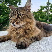 Pompon a rejoint le concours — aidez-le/la à gagner de superbes lots ! abyssinian, angora, animal, cat, grass, kitten, manx, oak, pet, plant, tree, vegetation, wood