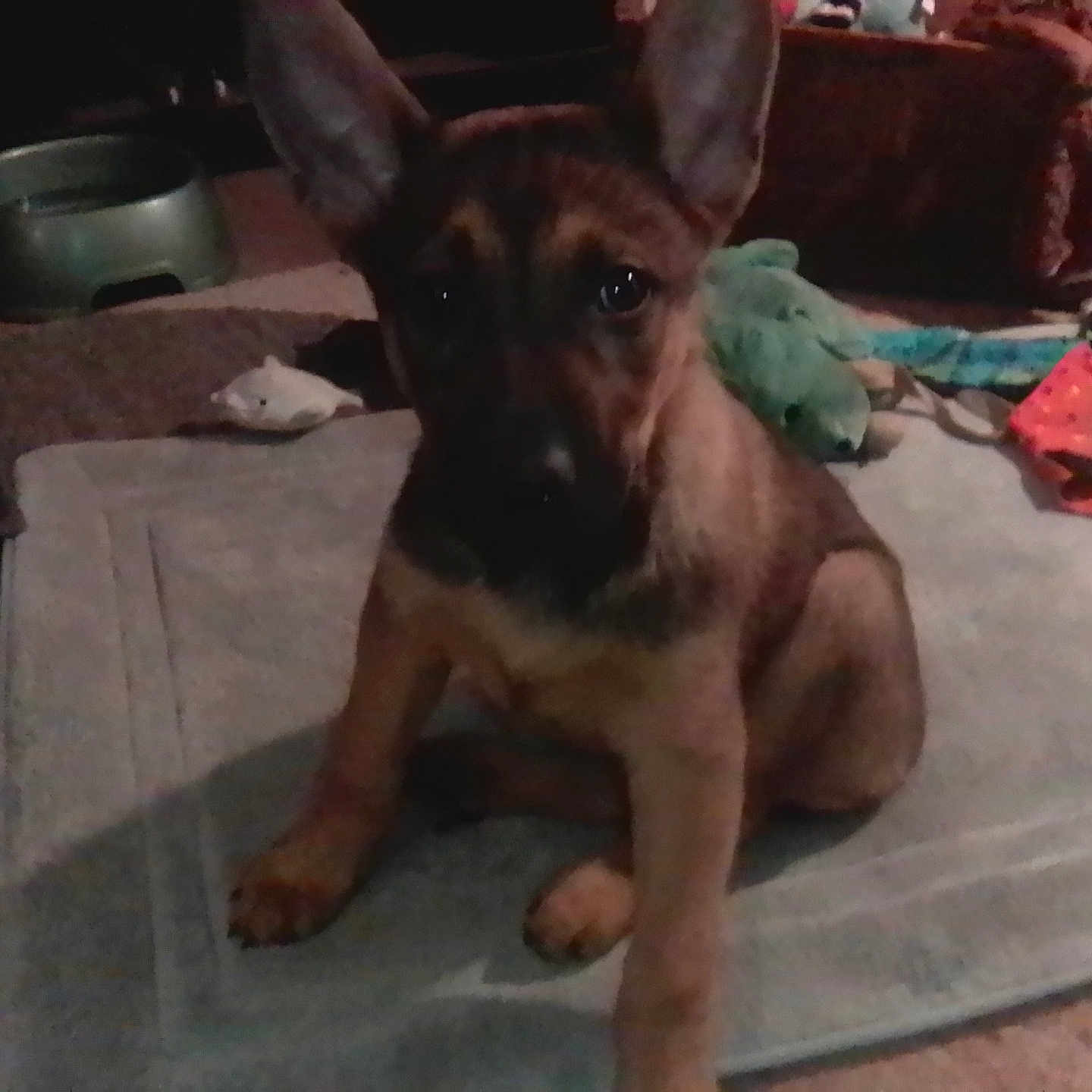 Roxy joined the competition — help win amazing prizes! animal, black, brown, carpet, cute, dim_lighting, dog, ears, floor, german_shepherd, household, indoor, looking, mat, pet, puppy, sitting, soft_toy, toy, young