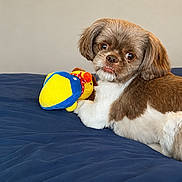 Coco joined the competition — help win amazing prizes! dog, plush_toy, bed, blue_bedspread, brown_and_white, pet, cute, indoor, animal, small_dog, fur, face, eyes, toy, lying_down, looking, cozy, companion, domestic, portrait