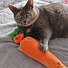 Shelby Isabella is registered to the contest to win money with this photo: cat, gray_cat, plush_toy, carrot_toy, pet, indoor, blanket, furniture, living_room, cozy, animal, cute, paw, soft_texture, relaxed, toy, domestic_cat, fur, looking, resting