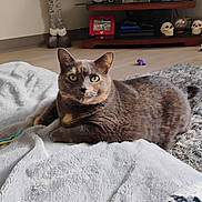 Shelby Isabella joined the competition — help win amazing prizes! cat, indoor, blanket, furniture, shelf, photoframe, decor, skulls, floor, cozy, pet, relaxed, fur, animal, living_room, carpet, toy, home, cute, resting