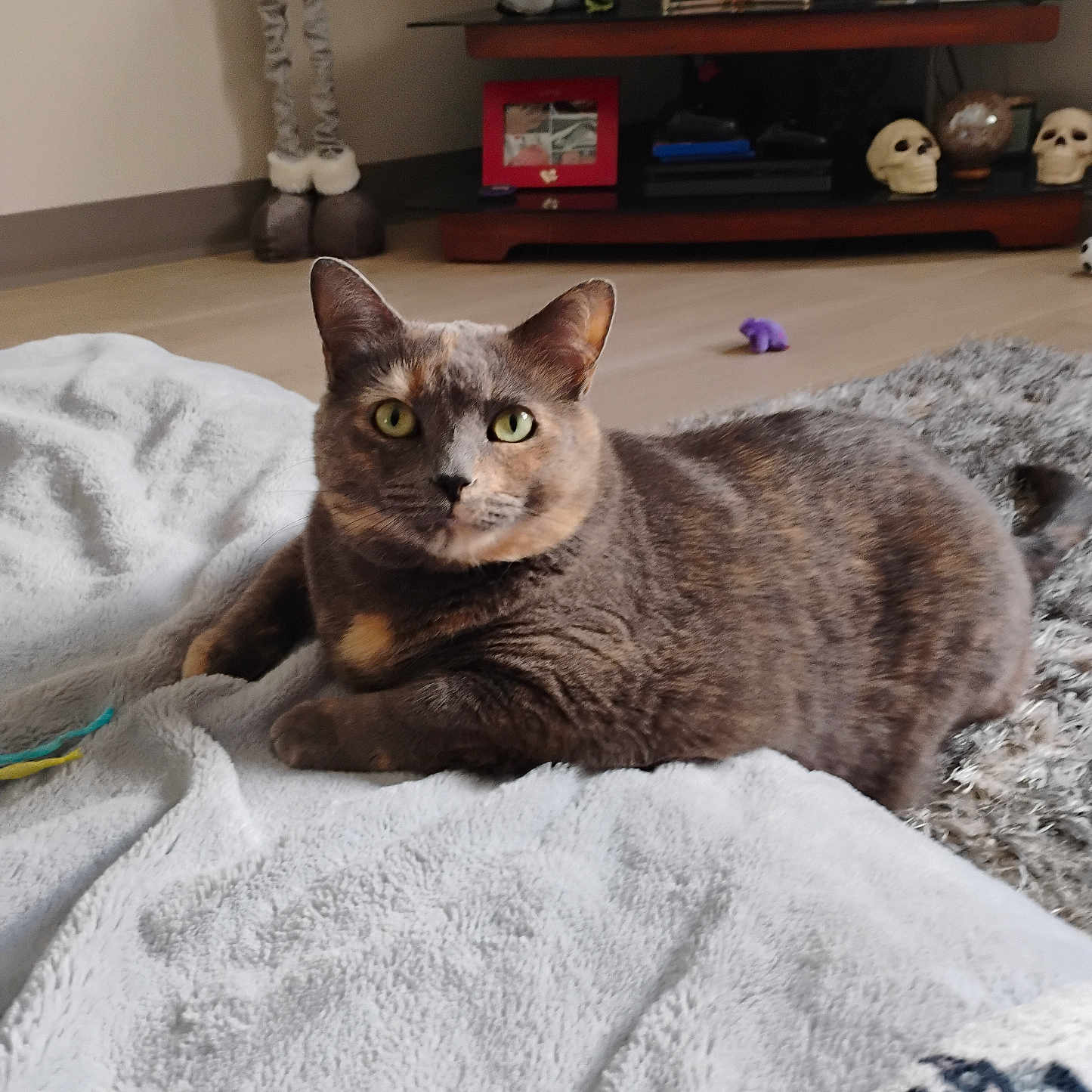 Shelby Isabella joined the competition — help win amazing prizes! animal, blanket, carpet, cat, cozy, cute, decor, floor, fur, furniture, home, indoor, living_room, pet, photoframe, relaxed, resting, shelf, skulls, toy