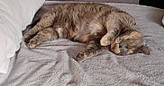 Shelby Isabella joined the competition — help win amazing prizes! cat, tabby, sleeping, bed, blanket, pillow, indoor, home, furniture, plant, kitchen, cozy, relaxing, pet, animal, resting, fur, domestic, peaceful, comfortable