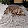 cat, tabby, sleeping, bed, blanket, pillow, indoor, home, furniture, plant, kitchen, cozy, relaxing, pet, animal, resting, fur, domestic, peaceful, comfortable