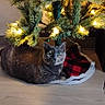 Shelby Isabella joined the competition — help win amazing prizes! cat, gray_cat, christmas_tree, tree_lights, tree_skirt, indoor, floor, plaid, decorations, holiday, pet, feline, cozy, home, festive, animal, relaxed, looking_at_camera, soft_lighting, green_eyes