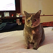 Shelby Isabella is registered to the contest to win money with this photo: cat, feline, pet, indoor, bed, curious, animal, fur, ears, eyes, whiskers, home, cozy, furniture, television, sitting, domestic, mammal, cute, looking