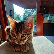 Leo is registered to the contest to win money with this photo: kitten, cat, tabby, animal, pet, indoor, sunlight, chair, wooden_furniture, window, cushion, fur, ears, closeup, young_animal, relaxing, daylight, domestic, cute, whiskers