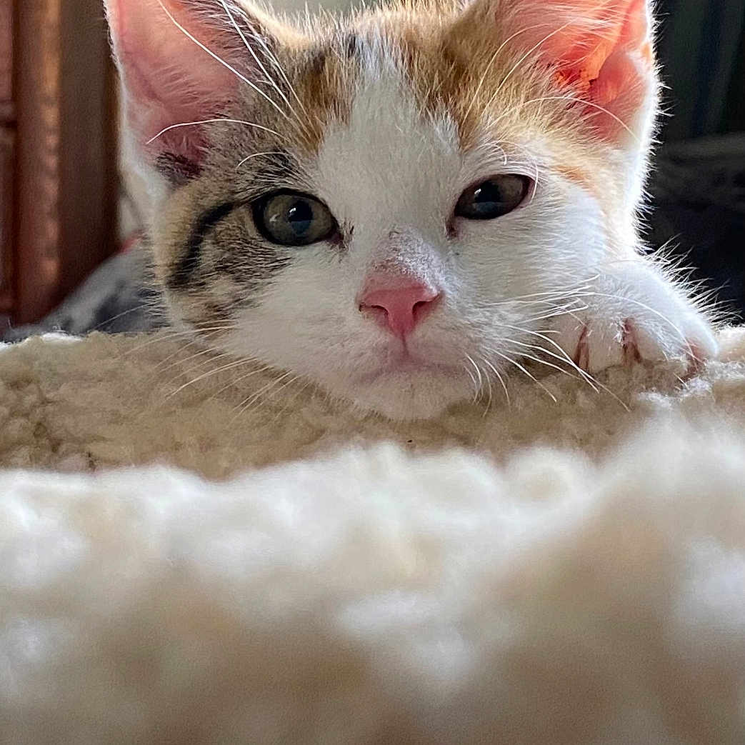 Enoki joined the competition — help win amazing prizes! abyssinian, angora, animal, bed, bedroom, blanket, cat, furniture, indoors, kitten, manx, person, pet, quilt, room, siamese, sleeping, snout