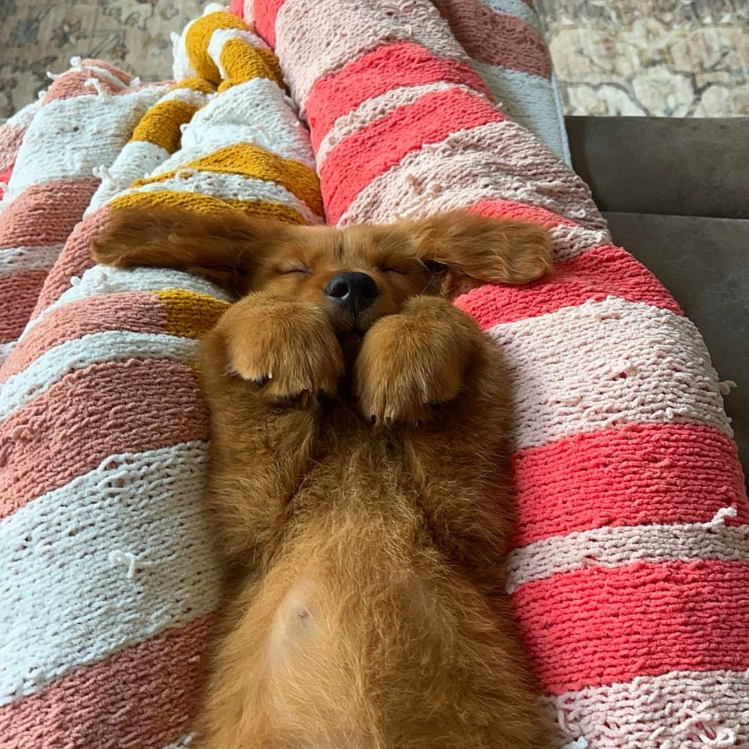 Goose joined the competition — help win amazing prizes! animal, blanket, canine, child, clothing, couch, dog, female, furniture, girl, homedecor, hosiery, hound, person, pet, puppy, quilt, sleeping, sock, towel