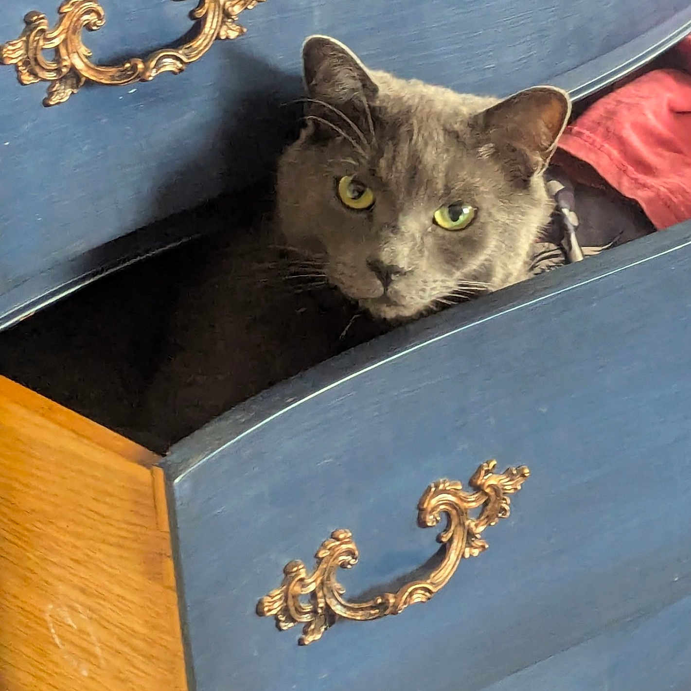 Velcro joined the competition — help win amazing prizes! animal, blue_drawer, cat, closeup, curious, cute, domestic_cat, drawer, feline, furniture, gray_cat, hidden, home, indoor, ornate_handle, peeking, pet, resting, wood, yellow_eyes