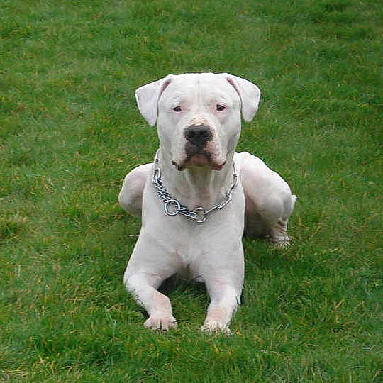 Bud