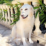 Texas Et Rocky participe au concours pour gagner de l'argent avec cette photo : animal, balustrade, canine, daytime, dog, fur, garden, green_plants, nature, outdoor, pet, play_toy, relaxed, rope_toy, shade, sitting, stone_patio, sunlight, sunny, white_dog