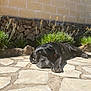 Texas Et Rocky a rejoint le concours — aidez-le/la à gagner de superbes lots ! black_dog, canine, closeup, daylight, dog, flowers, garden, nature, outdoor, patio, peaceful, pet, plants, relaxation, resting, sleeping, stone_floor, stone_wall, summer, sunlight