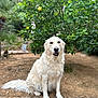 Texas Et Rocky a rejoint le concours — aidez-le/la à gagner de superbes lots ! animal, background, canine, closeup, daylight, dog, friendly, fur, garden, golden_retriever, green_leaves, lemon_tree, nature, outdoor, pet, plant, sitting, smile, stone_wall, tree