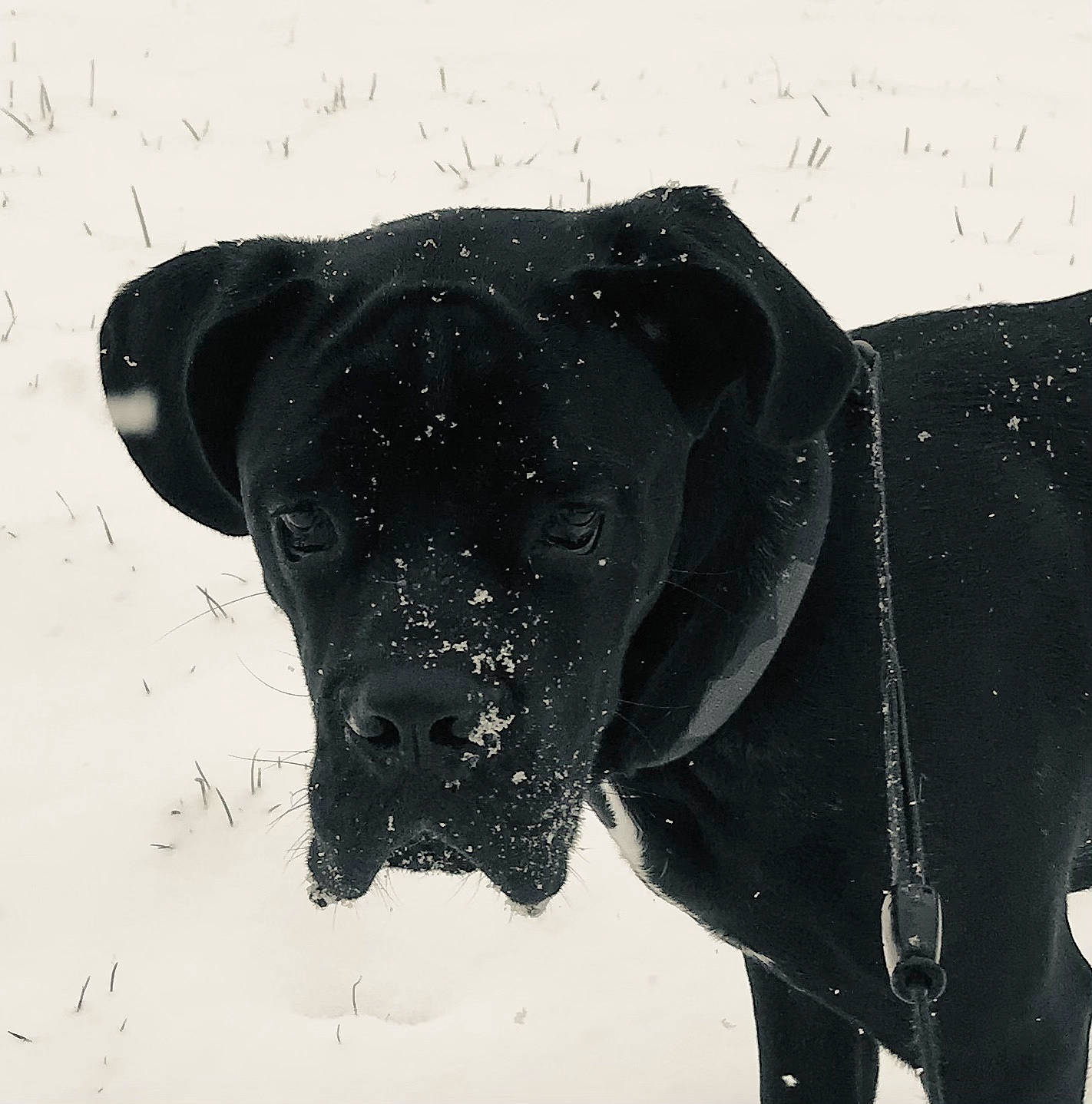 Rocky participe au concours pour gagner de l'argent avec cette photo : carnivore, collar, companion_dog, dog, dog_breed, dog_collar, fur, guard_dog, handwriting, labrador_retriever, monochrome_photography, pet_supply, pointing_breed, retriever, snout, snow, sporting_group, whiskers, winter, working_animal