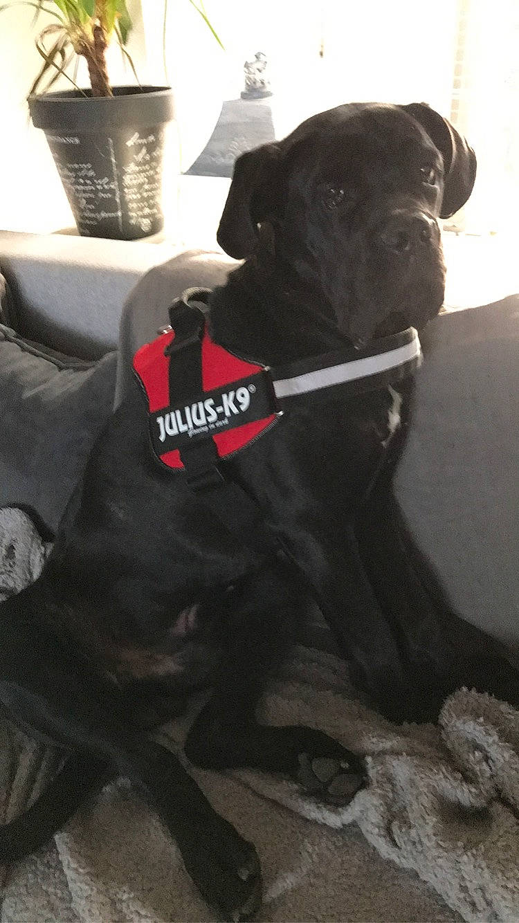 Rocky a rejoint le concours — aidez-le/la à gagner de superbes lots ! canidae, carnivore, collar, companion_dog, dog, dog_breed, dog_collar, dog_supply, fawn, flowerpot, fur, guard_dog, hat, houseplant, leash, molosser, pet_supply, snout, sporting_group, working_animal