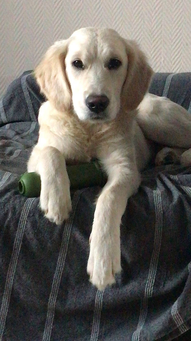 Texas a rejoint le concours — aidez-le/la à gagner de superbes lots ! canidae, carnivore, comfort, companion_dog, denim, dog, dog_breed, fawn, fur, gun_dog, paw, plant, snout, sporting_group, terrestrial_animal, whiskers, working_animal