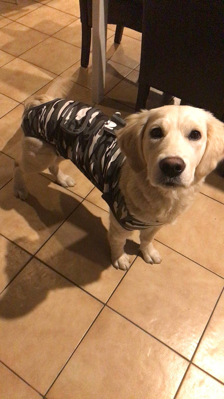 Texas participe au concours pour gagner de l'argent avec cette photo : canidae, carnivore, companion_dog, dog, dog_breed, dog_supply, fawn, floor, flooring, fur, hardwood, leash, metal, pet_supply, snout, sporting_group, tile, wood, wood_flooring, working_animal