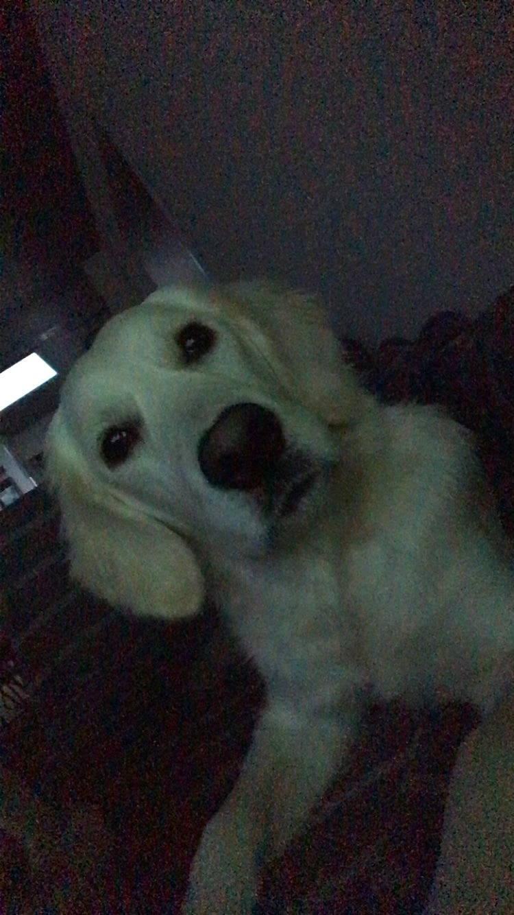 Texas participe au concours pour gagner de l'argent avec cette photo : canidae, carnivore, companion_dog, dog, dog_breed, fur, non_sporting_group, snout, sporting_group, working_animal